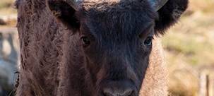 Wisent-Jungbulle Quandro