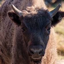 Wisent-Jungbulle Quandro