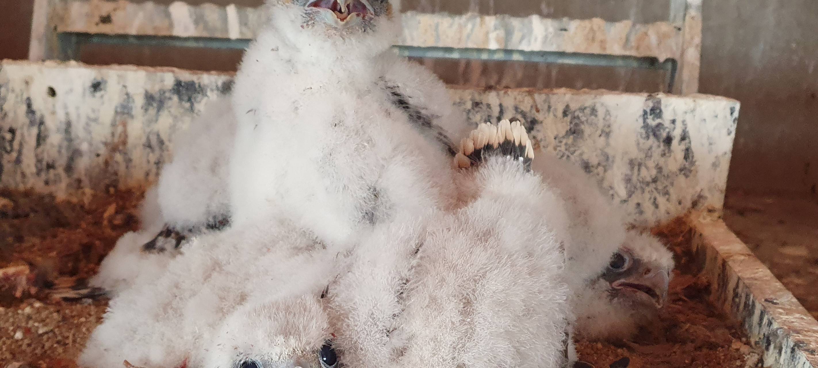 Junge Falken sitzen in ihrem Horst