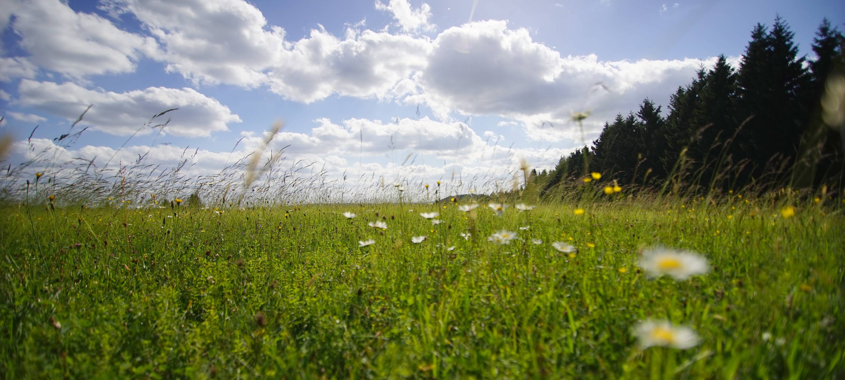 Wetterportal Wittgenstein