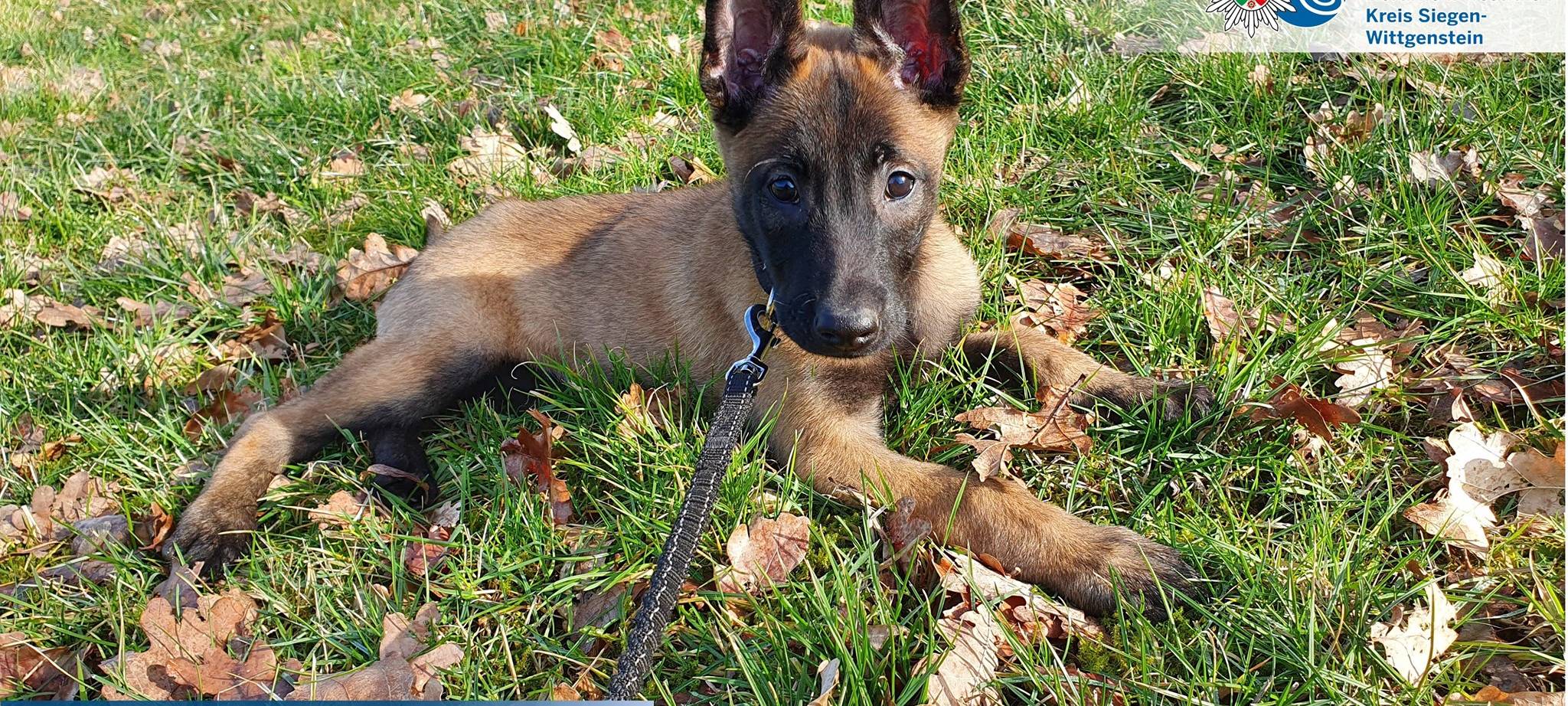 Ein Mann - zwei Bisse