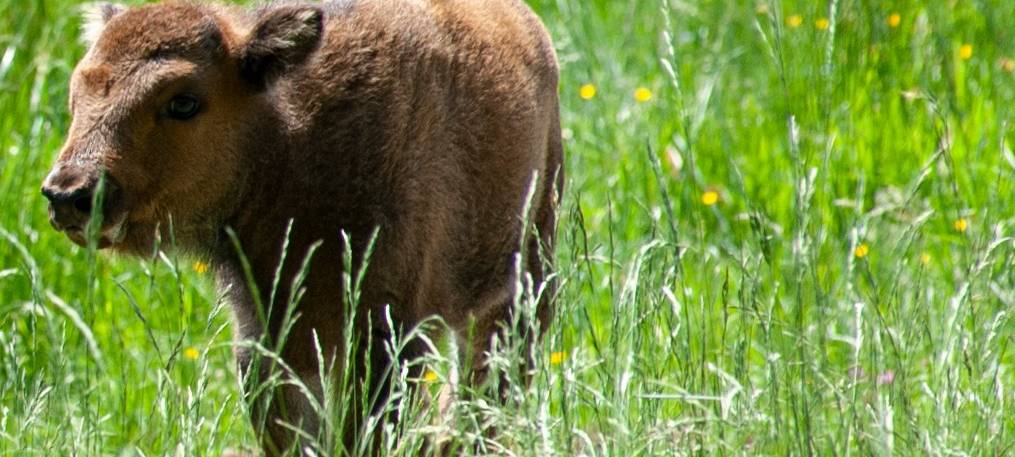 Name für neugeborenes Wisent steht fest