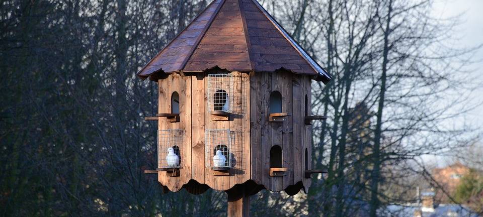 Siegener Stadttaubenhilfe fordert mehr Taubenschläge
