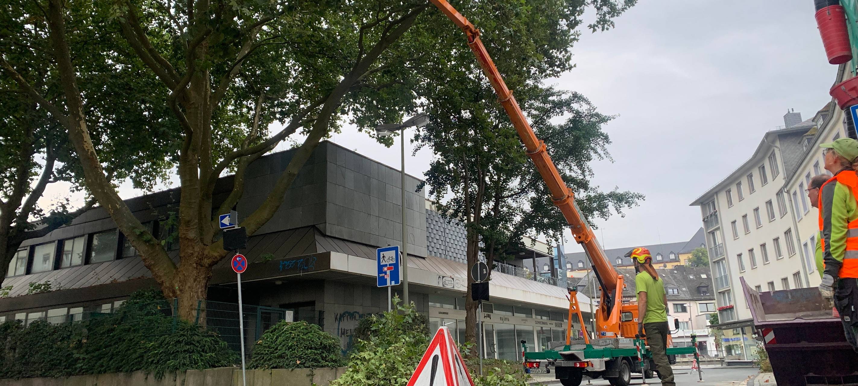 Platanen am Herrengarten zurechtgestutzt