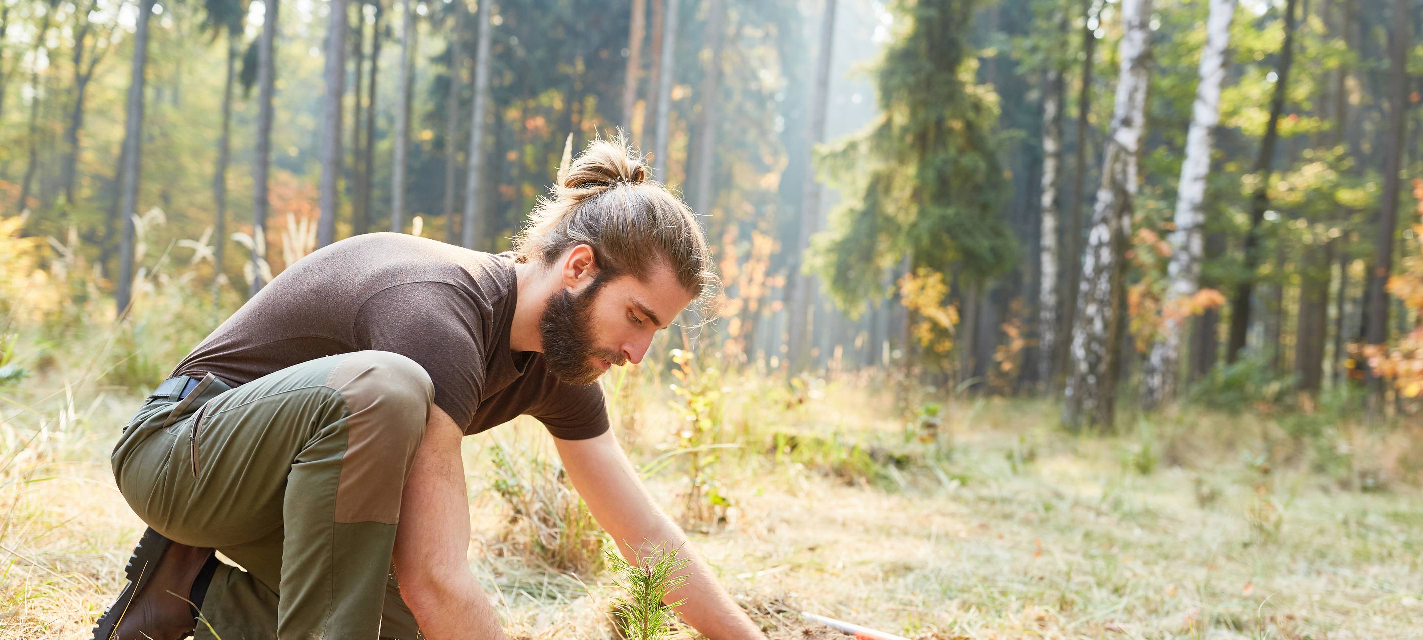 Stadt Winterberg und Krombacher Brauerei wollen 22.000 neue Bäume pflanzen