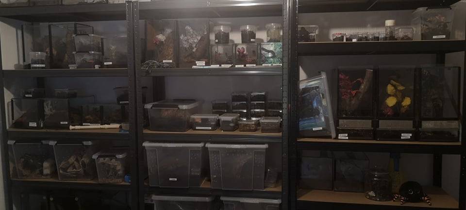 Jenny Schmenn und ihre 65 Vogelspinnen