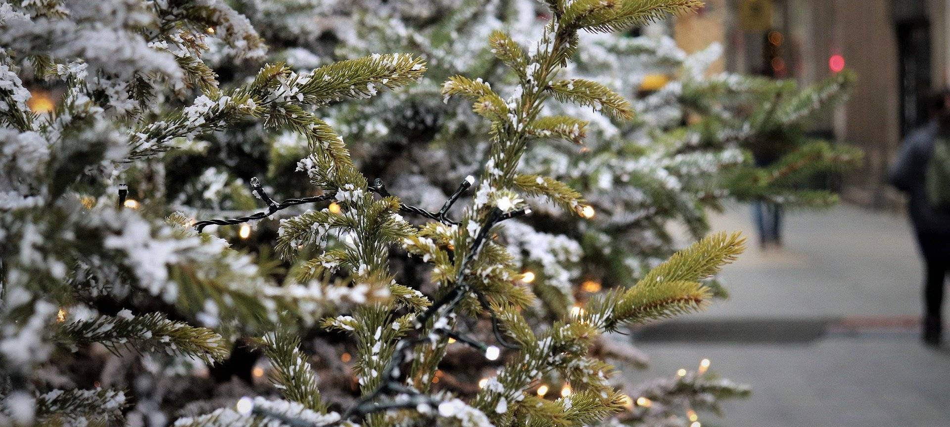 In Siegen-Wittgenstein werden Weihnachtsbäume eingesammelt