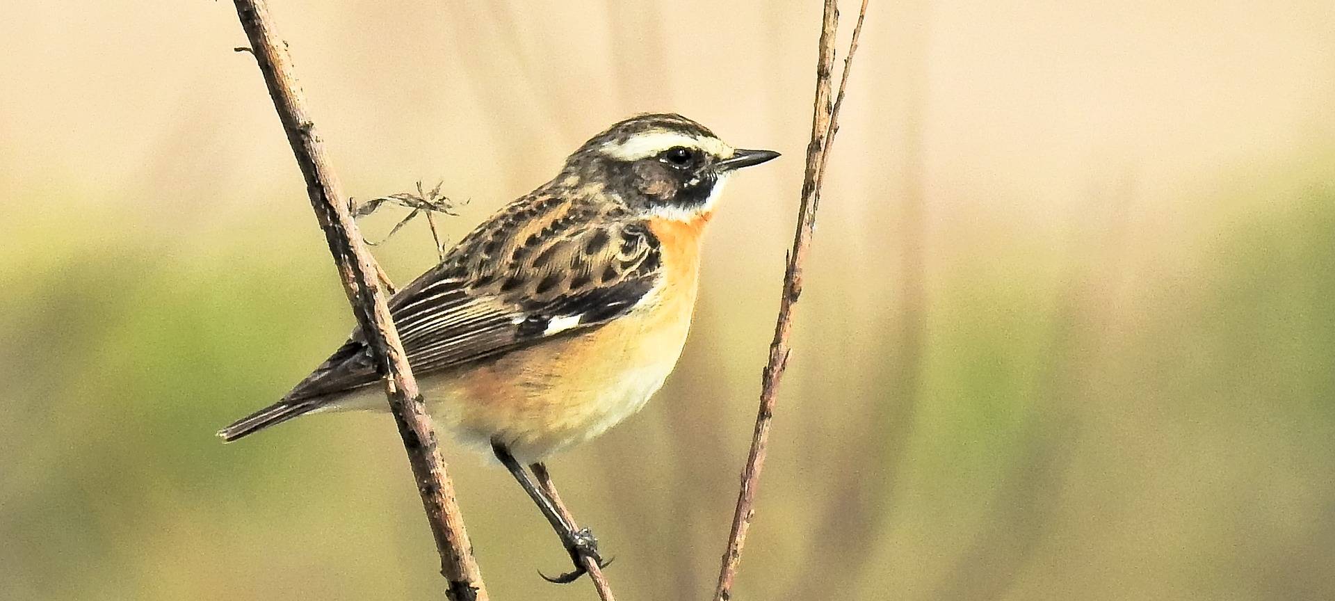 4,2 Millionen für Biologische Station