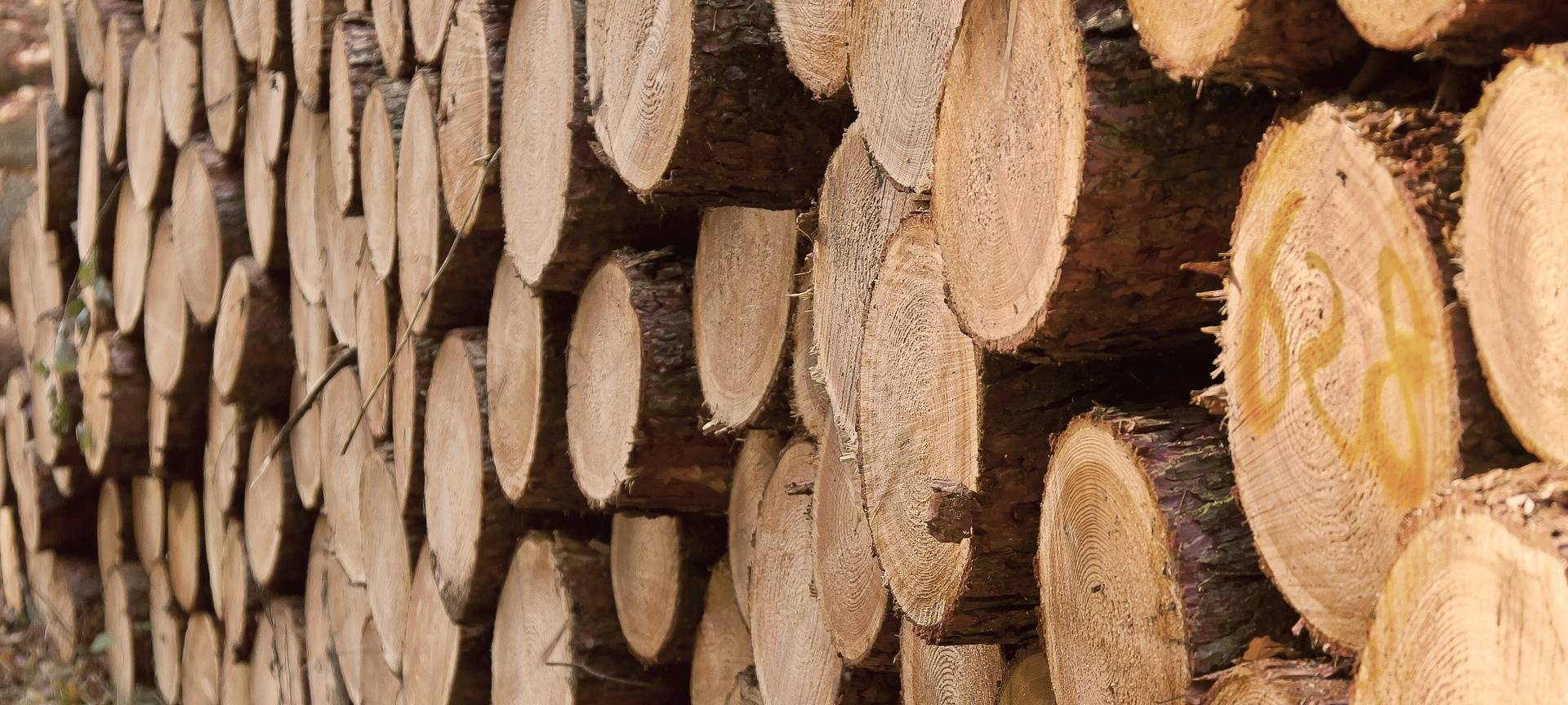 Bäume in Niederschelden fallen