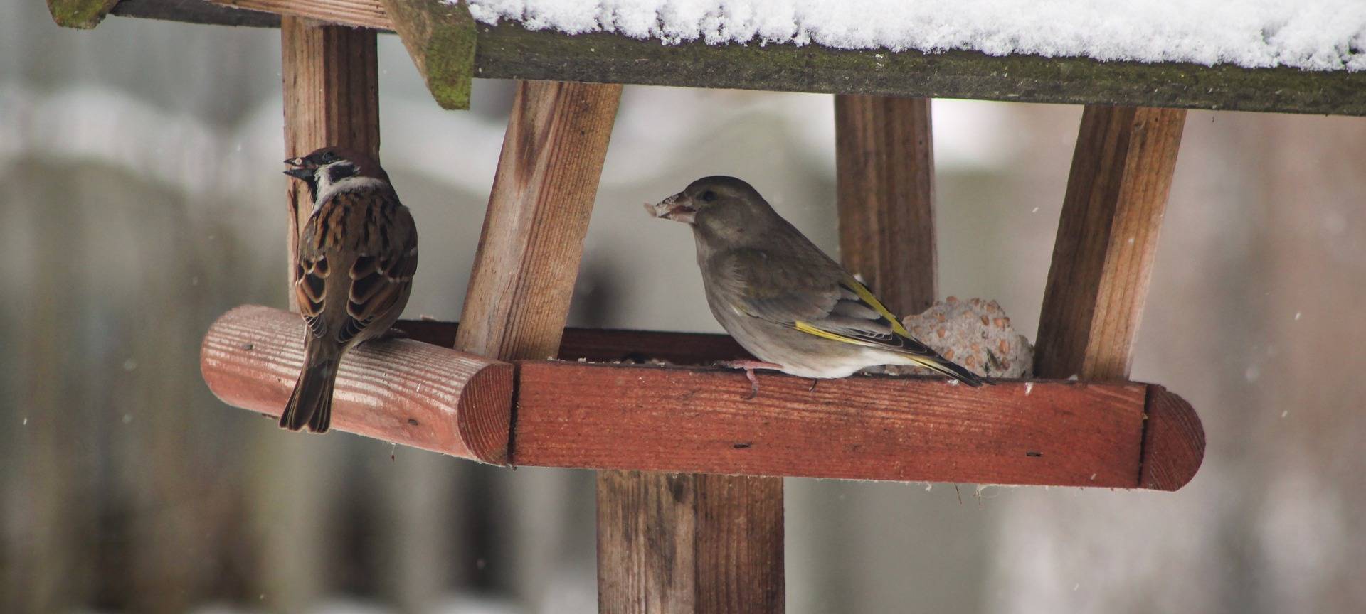 NABU Siegen-Wittgenstein veröffentlicht Ergebnisse der Zählaktion "Stunde der Wintervögel"