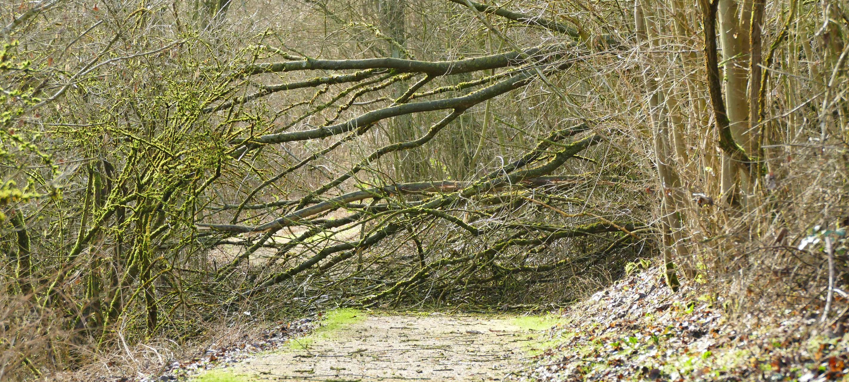 Siegen-Wittgenstein ist in der Nacht trotz Sturmtief "Zoltan" mit einem blauen Auge davongekommen.