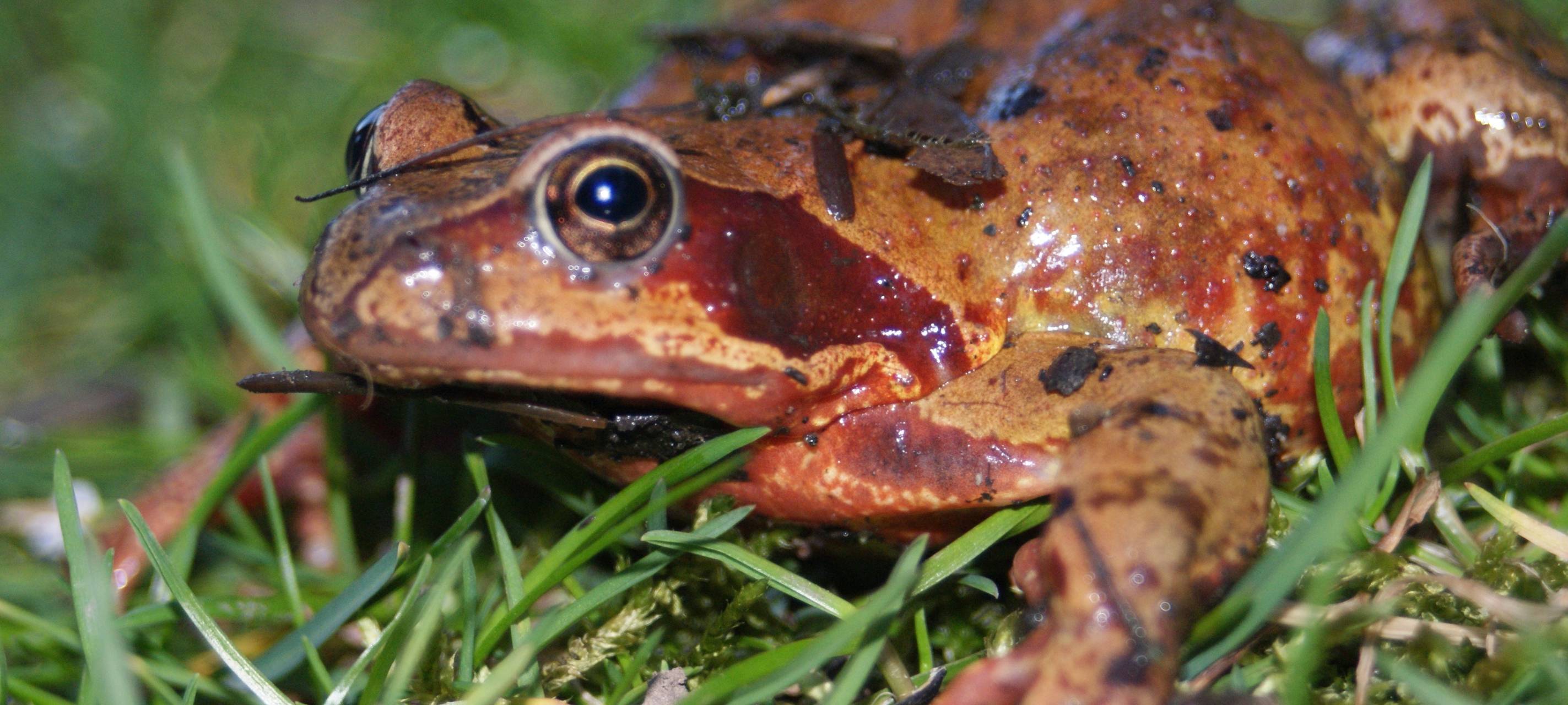 Amphibien-Helfer gesucht