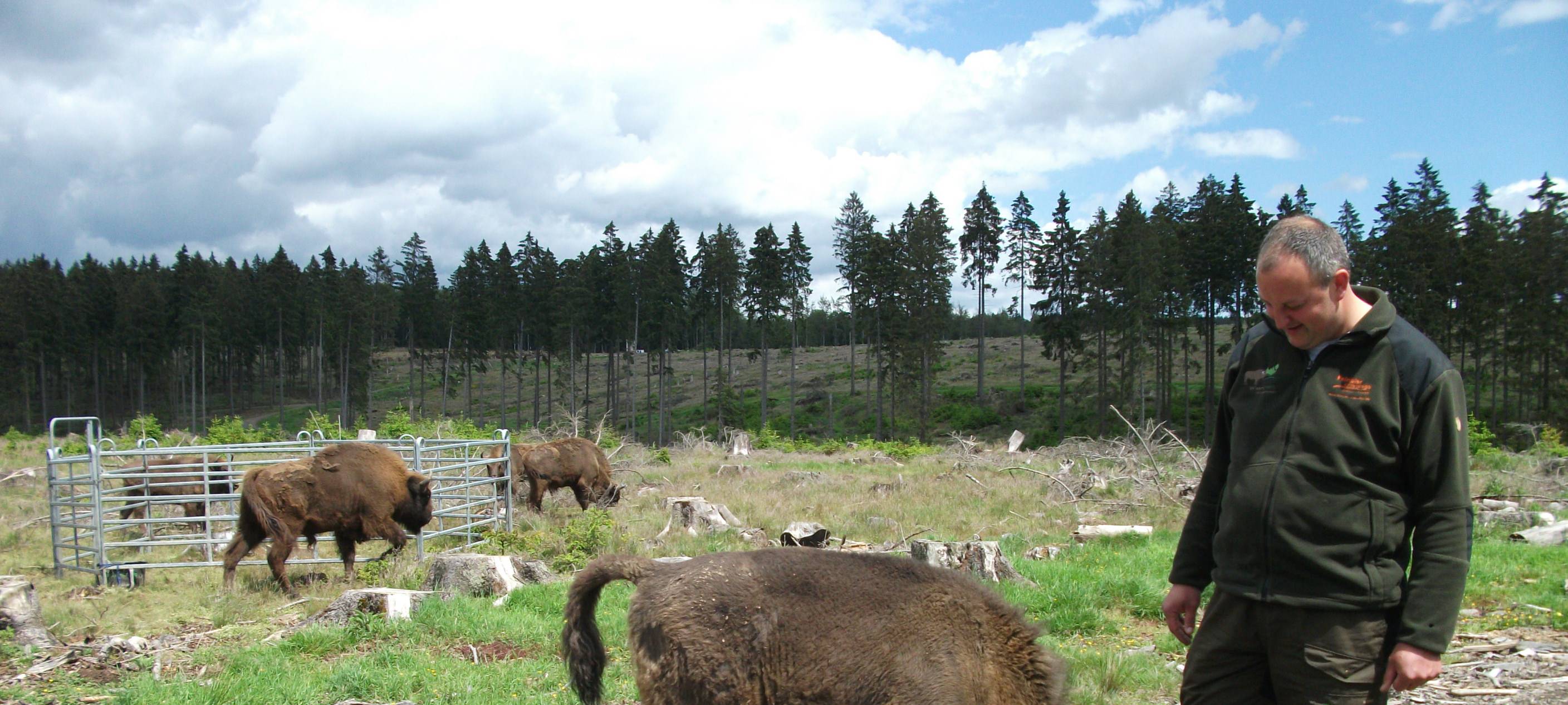 Wisente in Wittgenstein