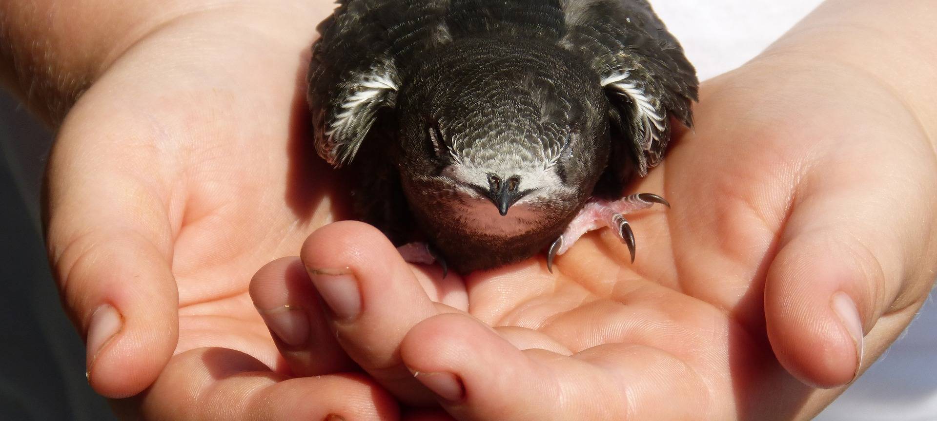 Vogelmörder geht ins Gefängnis