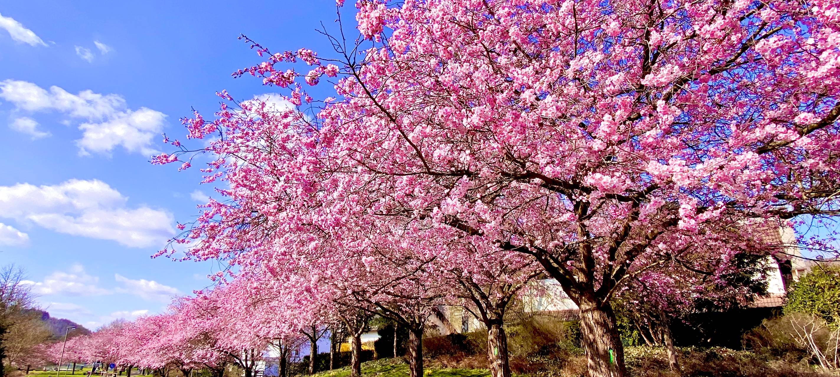 Siegen feiert 2. Kirschblütenfest