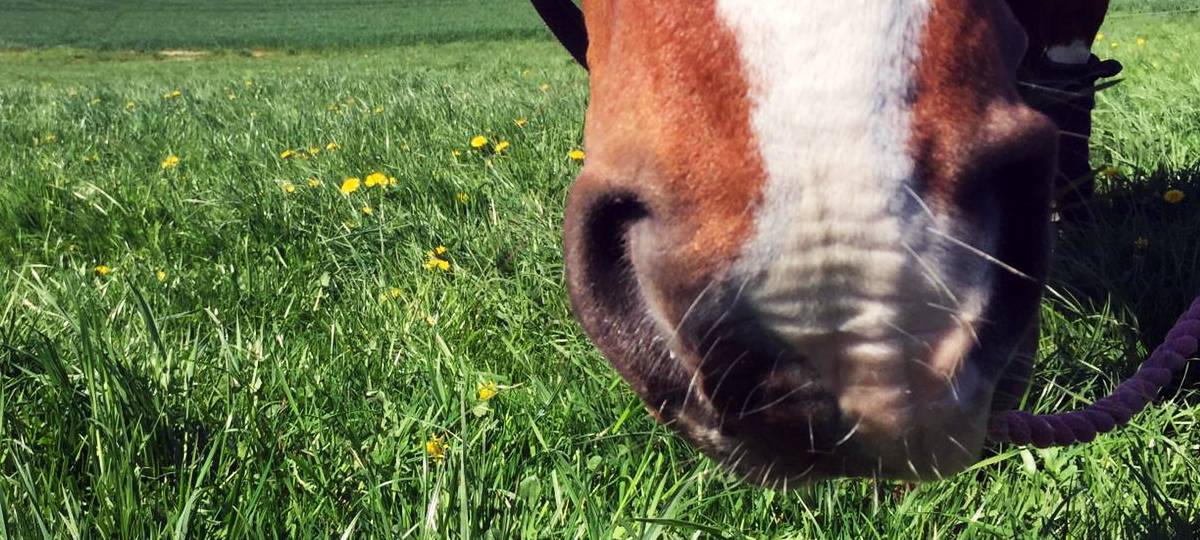 Pferd bei Randale verletzt