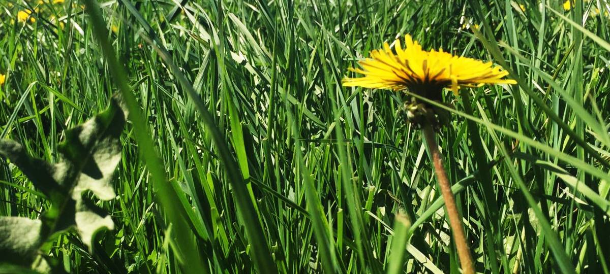 Landwirte in Siegen-Wittgenstein in Sorge
