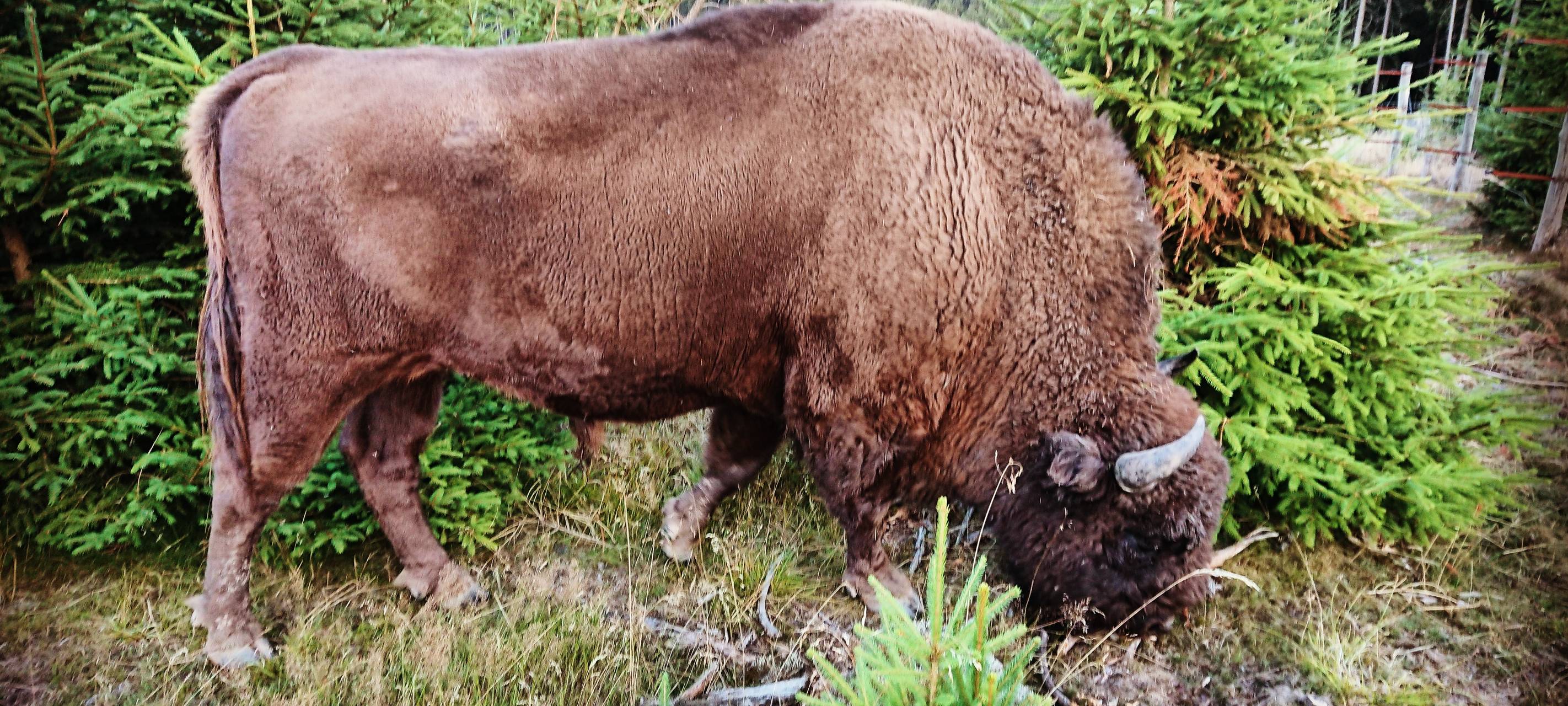 40 Wisente im Gatter