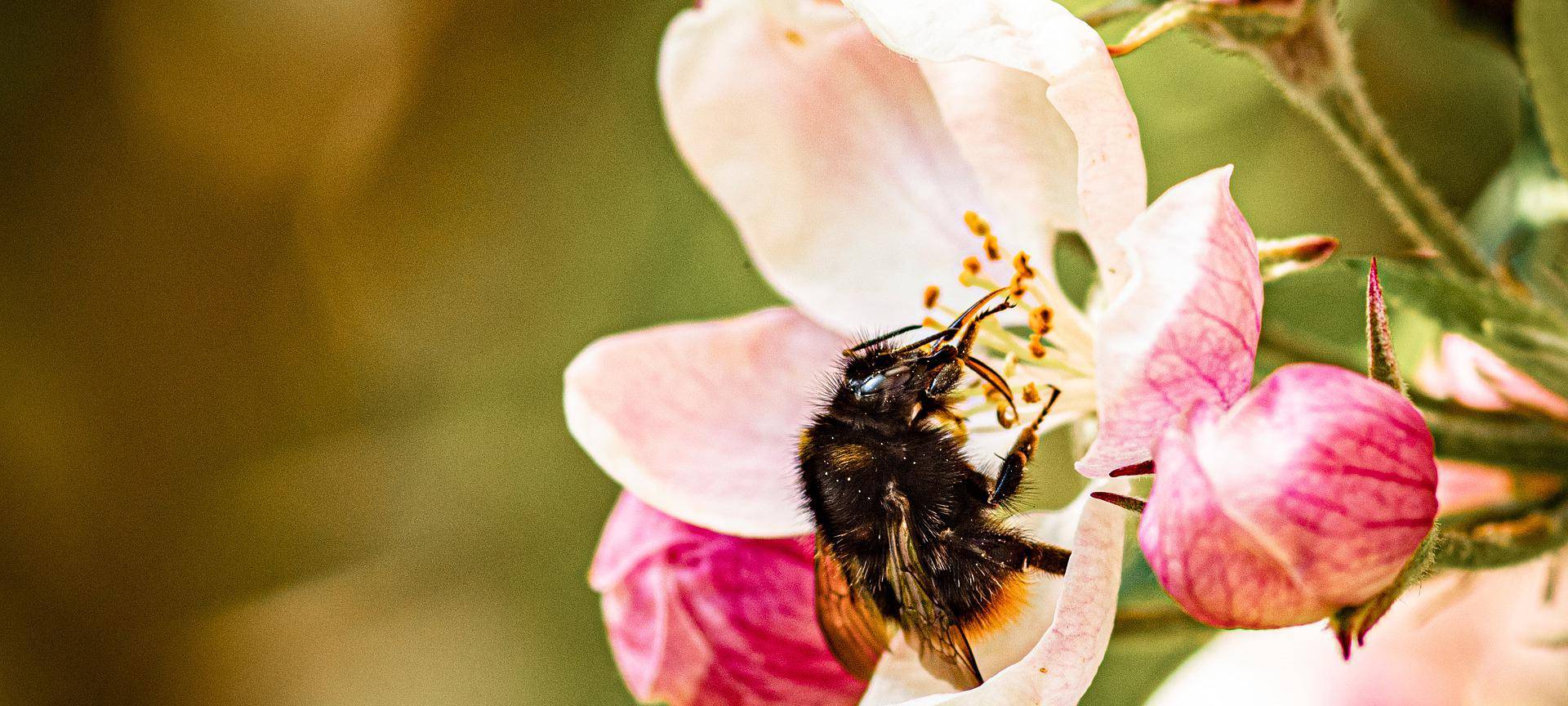 Neubaugebiet statt Obstplantage?