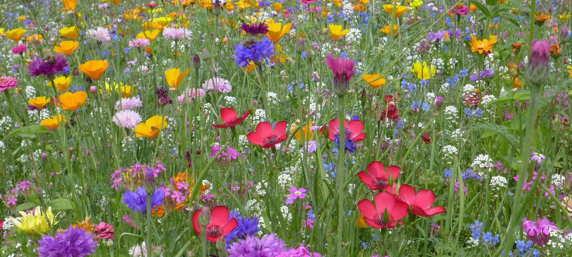 Brachflächen in Siegen werden mit Wildblumen eingesät
