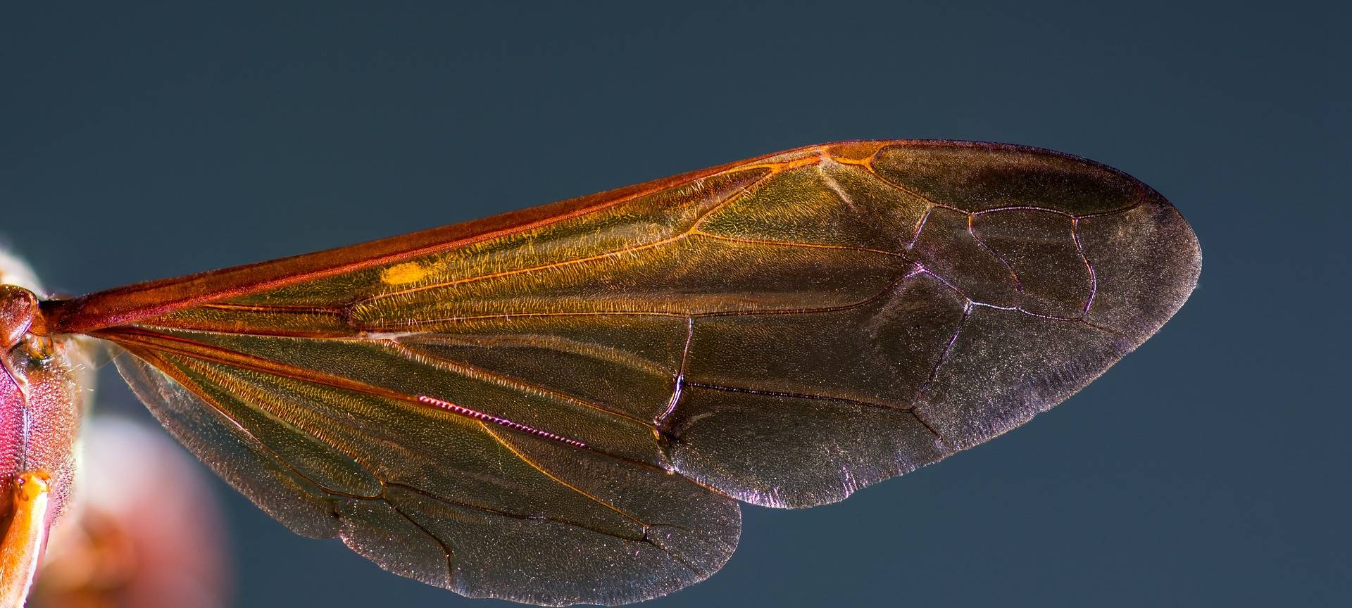 Tipps bei Hornissen-Nestbau