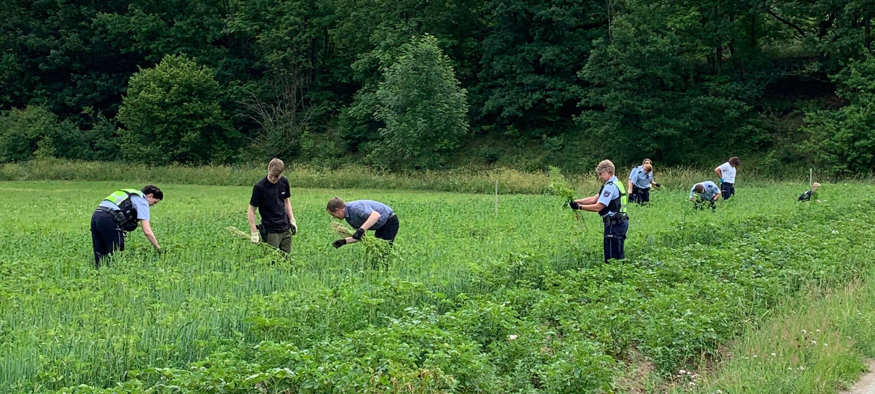 Hanf wächst in Bad Berleburg zwischen Kartoffeln