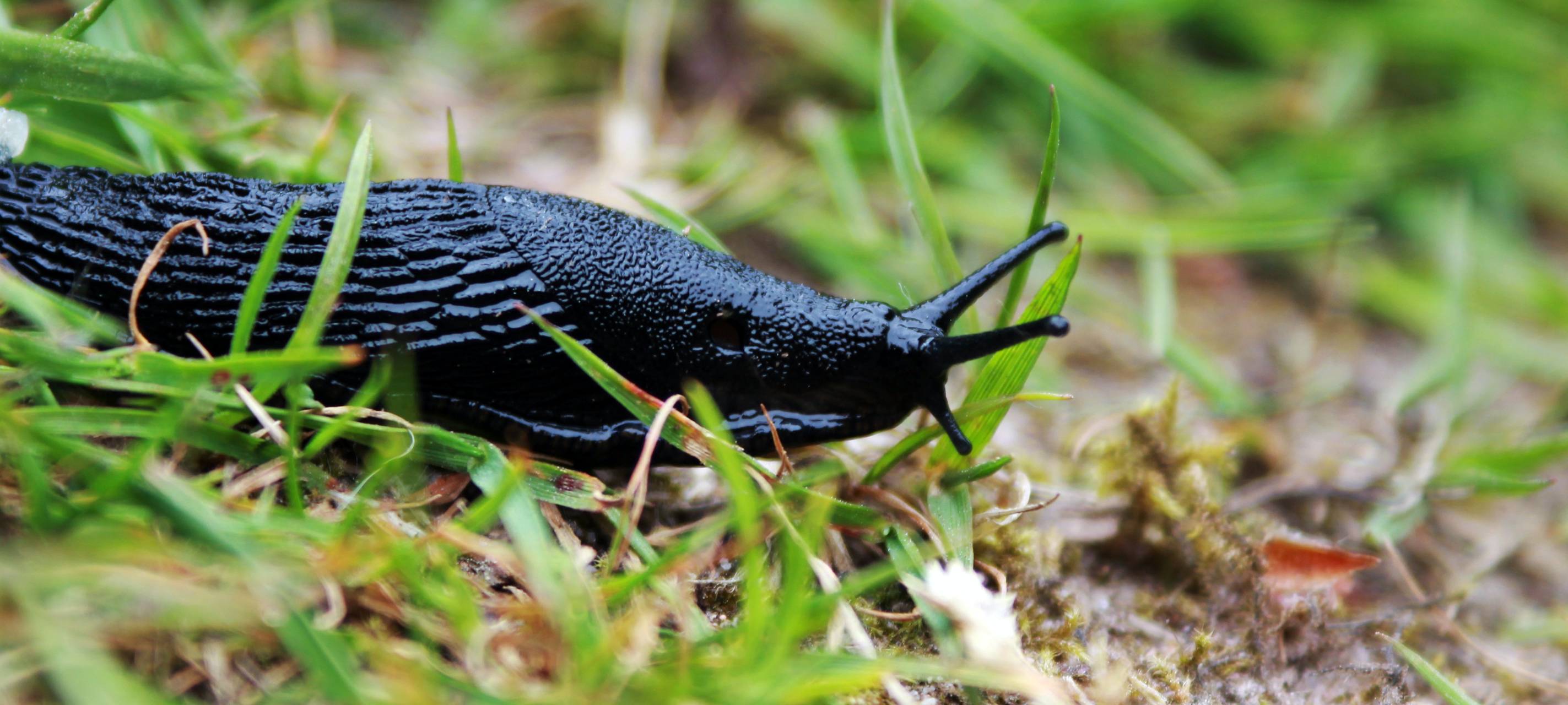 Nacktschneckenplage in Siegen-Wittgenstein