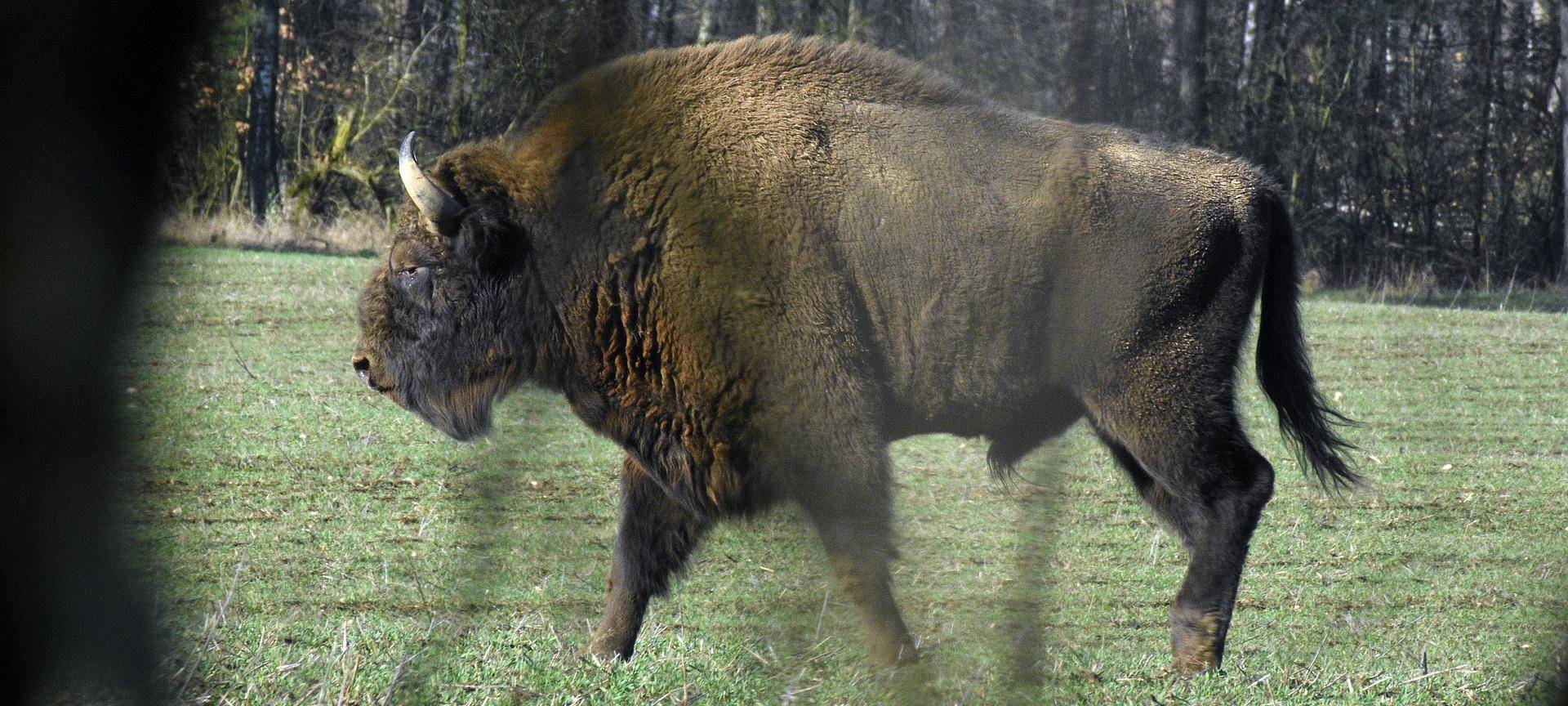 Wisent-Welt-Wittgenstein macht vor Bundesgerichtshof Rückzieher
