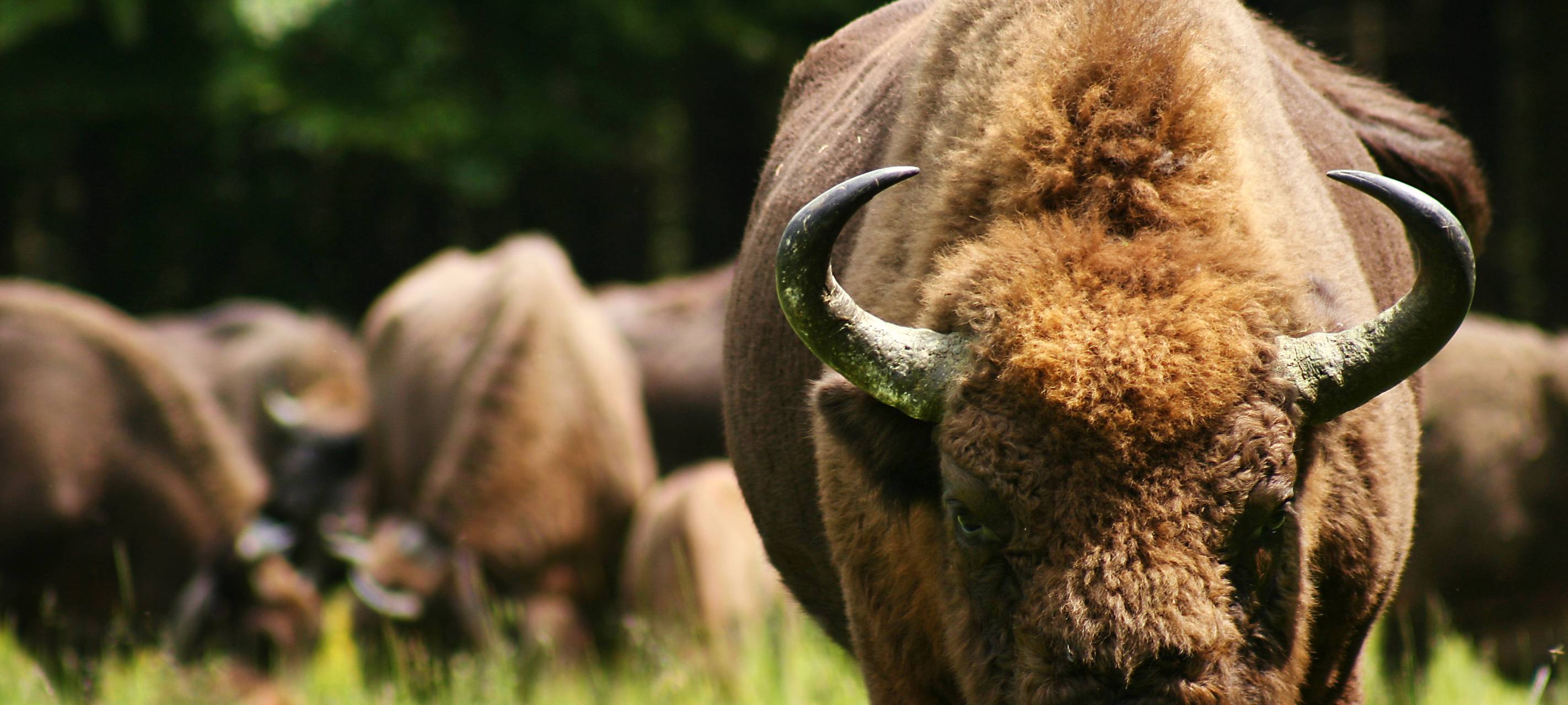 Wisent-Projekt in Bad Berleburg wird beendet