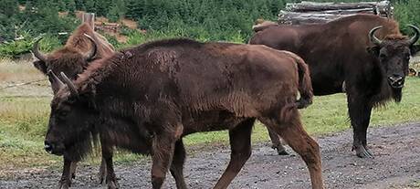 Neuzugang für die Herde