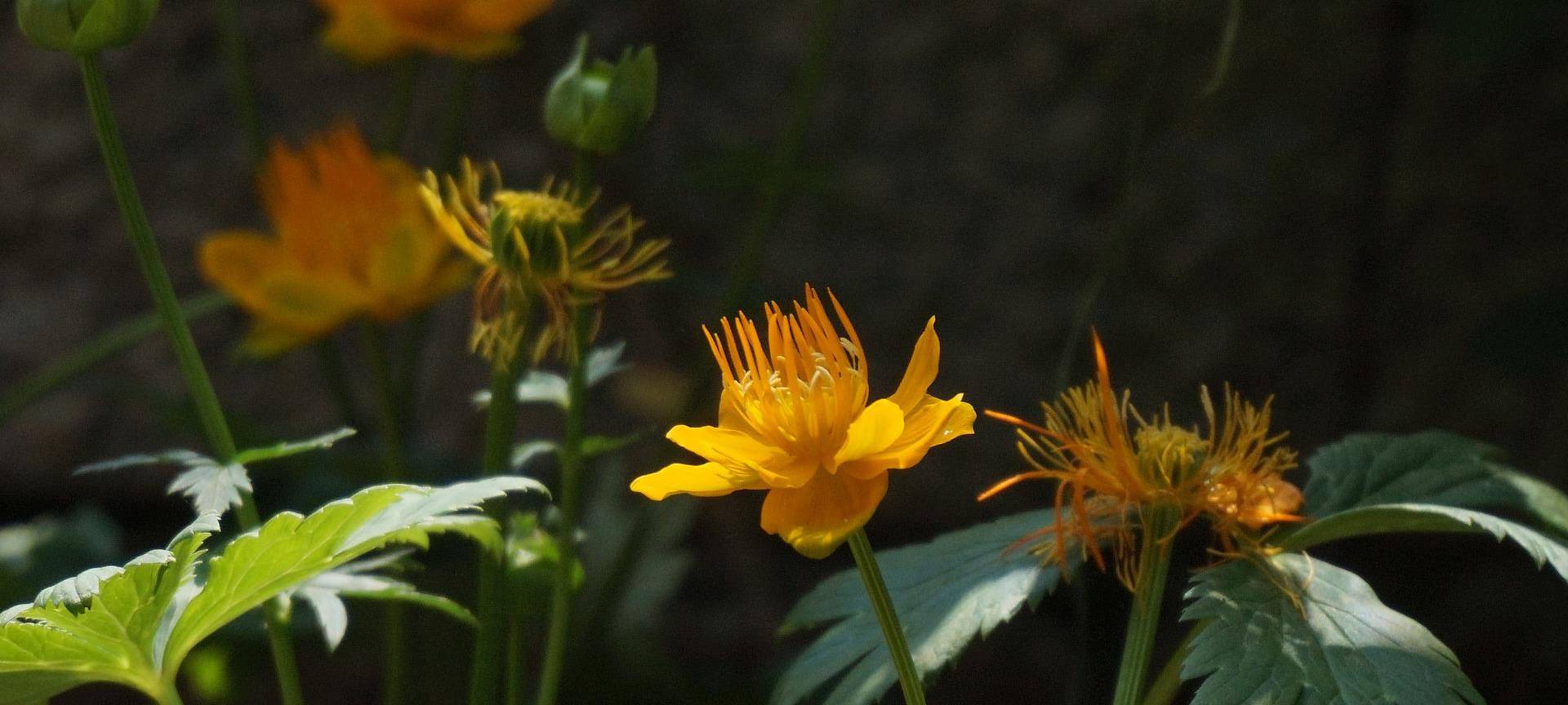 Pläne für Siegener Gartencenter im Ausschuss