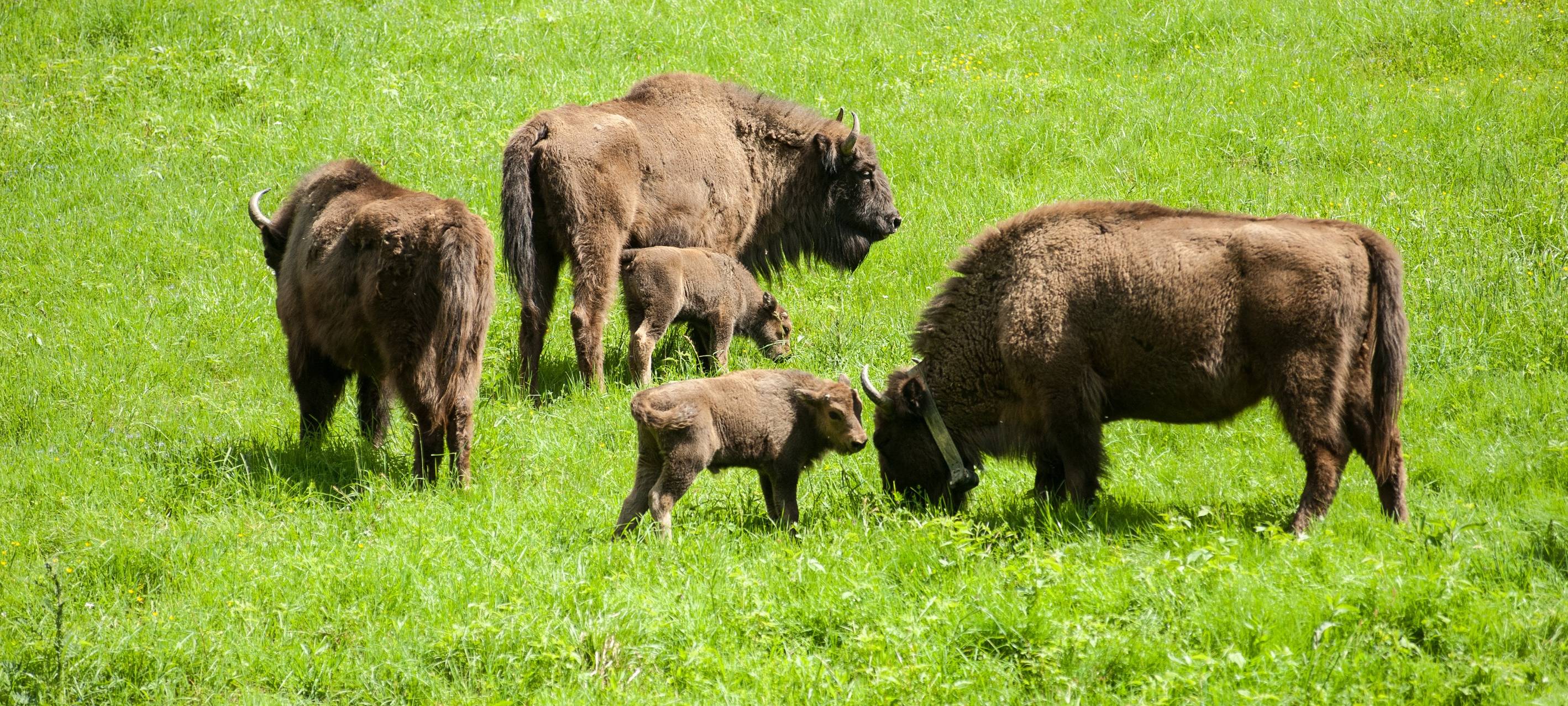 Wisente in Wittgenstein sollen bleiben