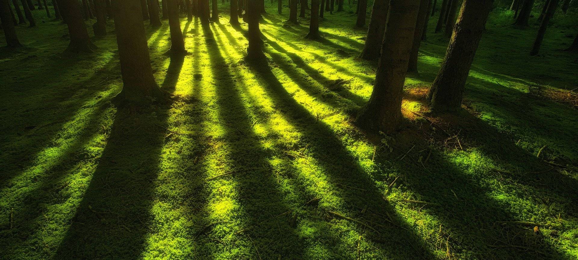 Uni Siegen forscht zum Wald