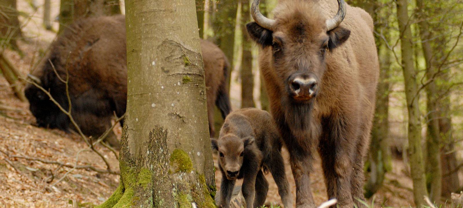 Bad Berleburger Wisent-Verein verteidigt sich