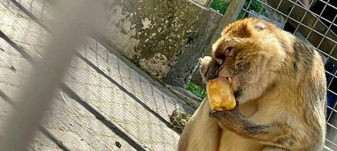 Berberaffe in der Fichte