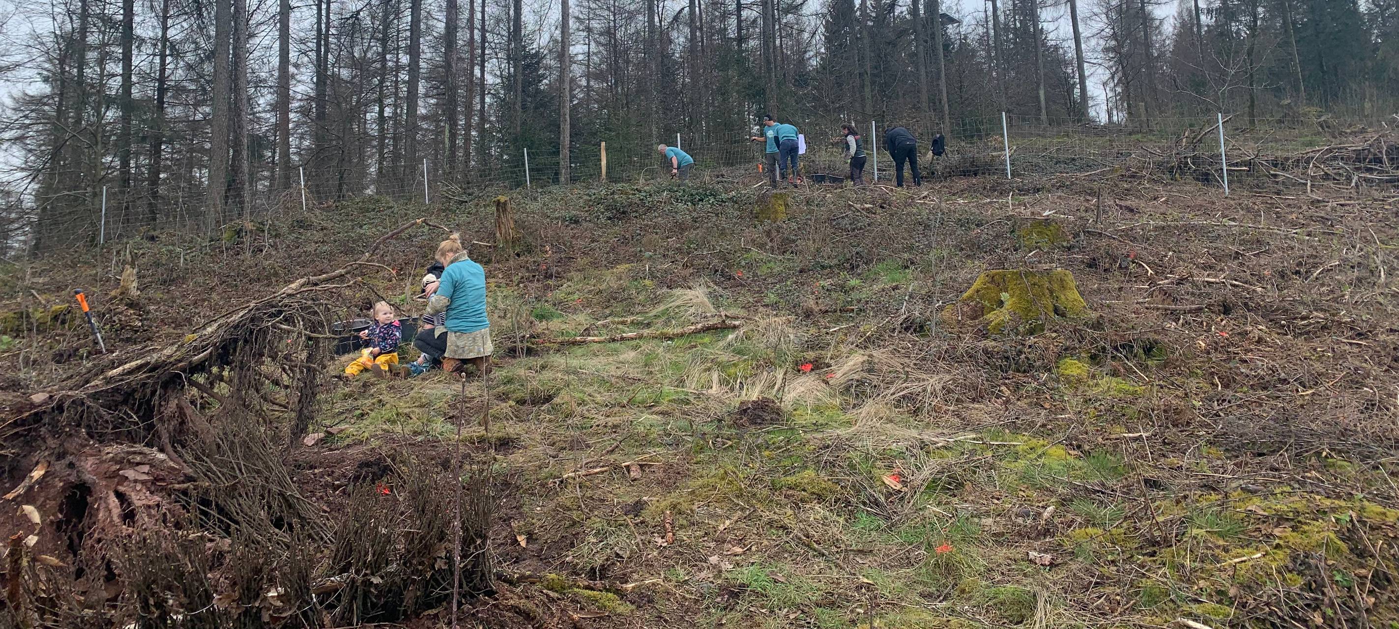 "Krombacher" pflanzt Wald in Kreuztal