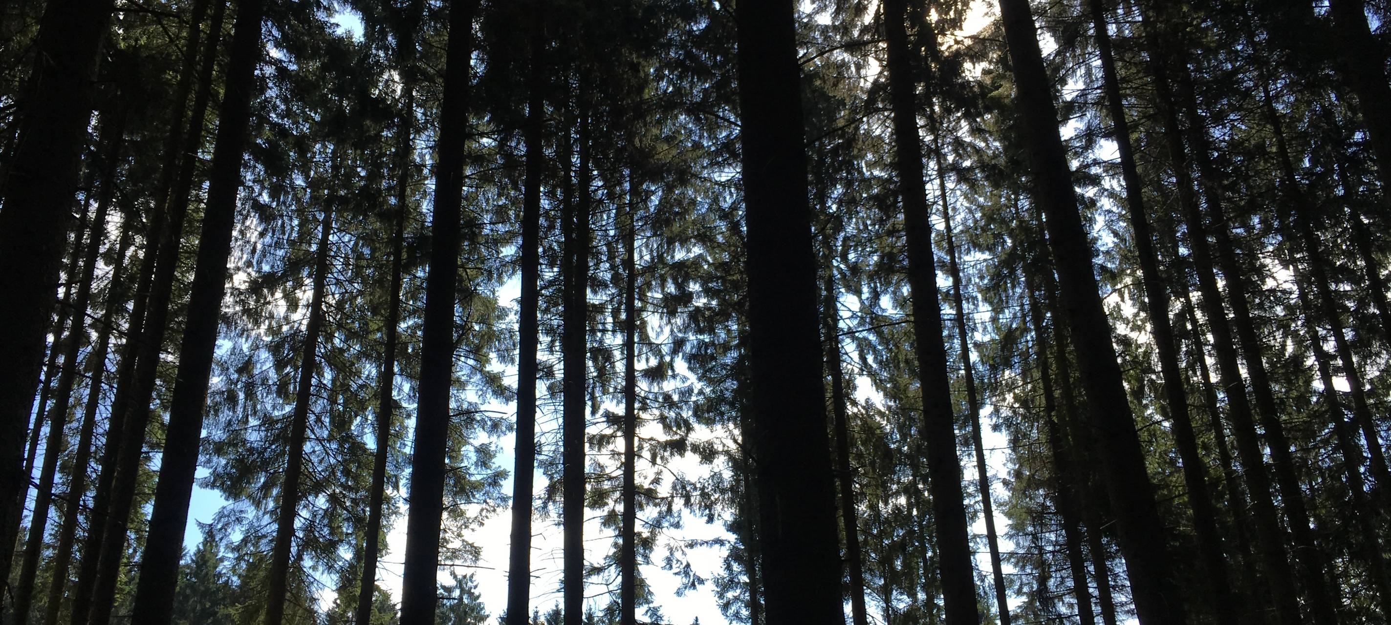 Sorge um den Wald in Siegen-Wittgenstein