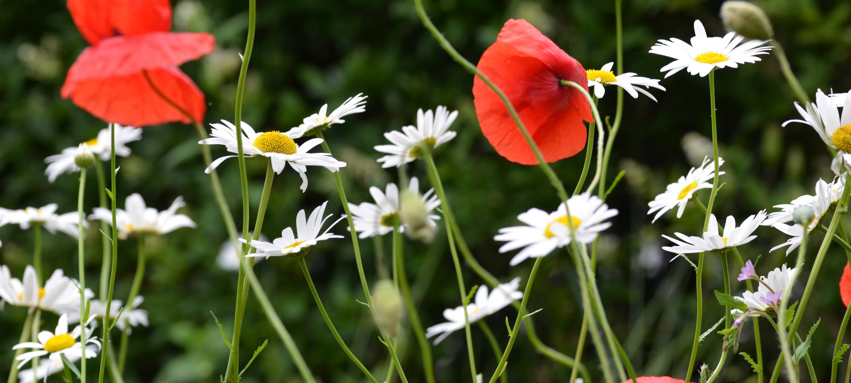Mehr Blumenwiesen