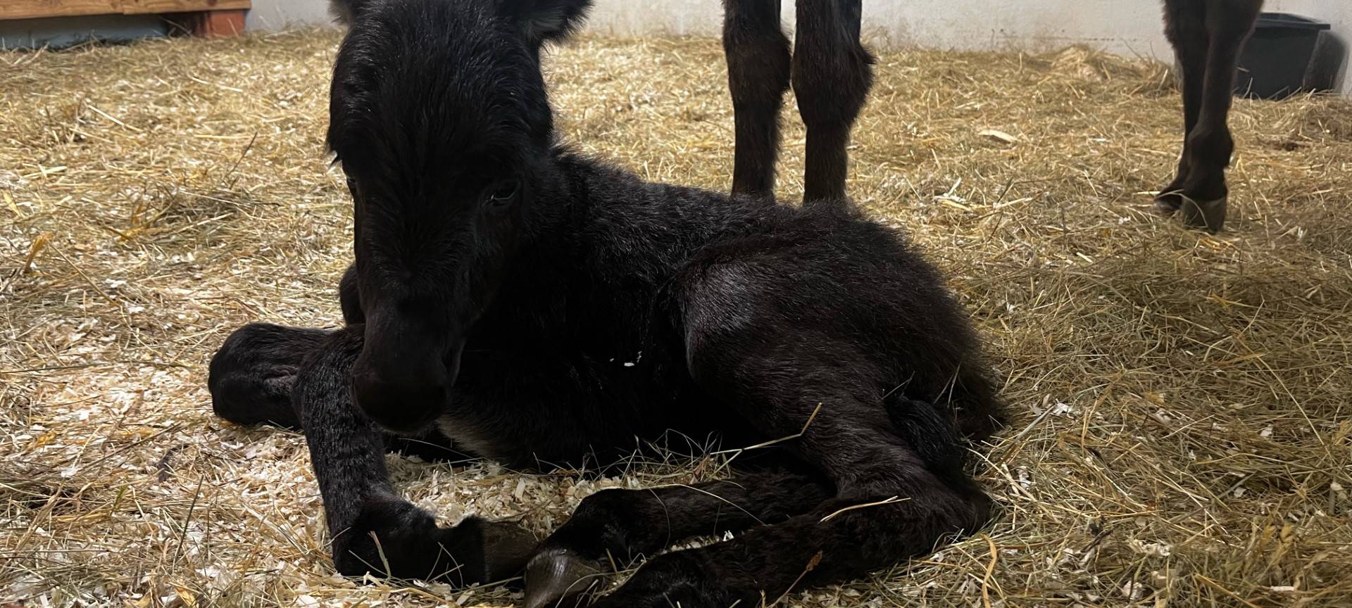 Freude im Tierheim Siegen