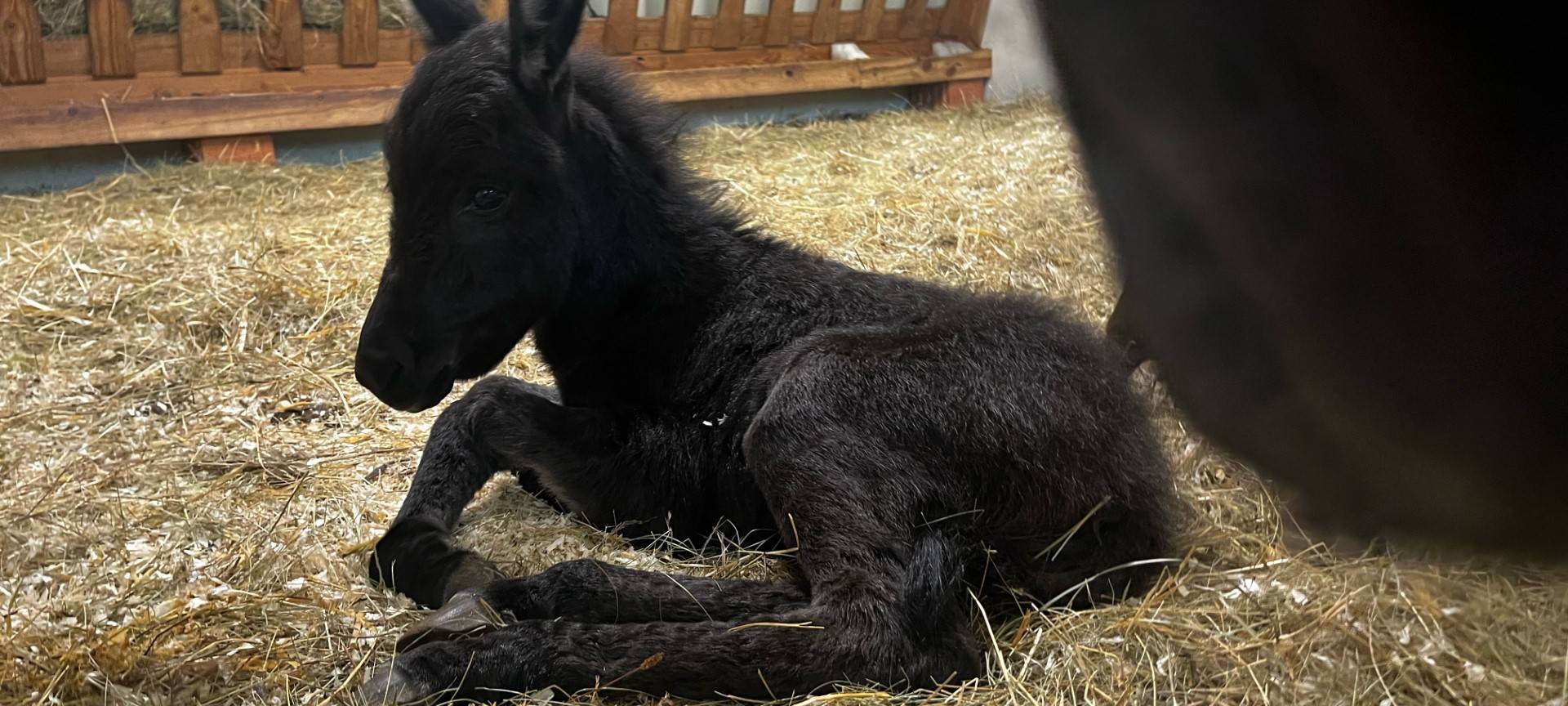 Das Eselmädchen aus dem Tierheim Siegen wird Käthe heißen
