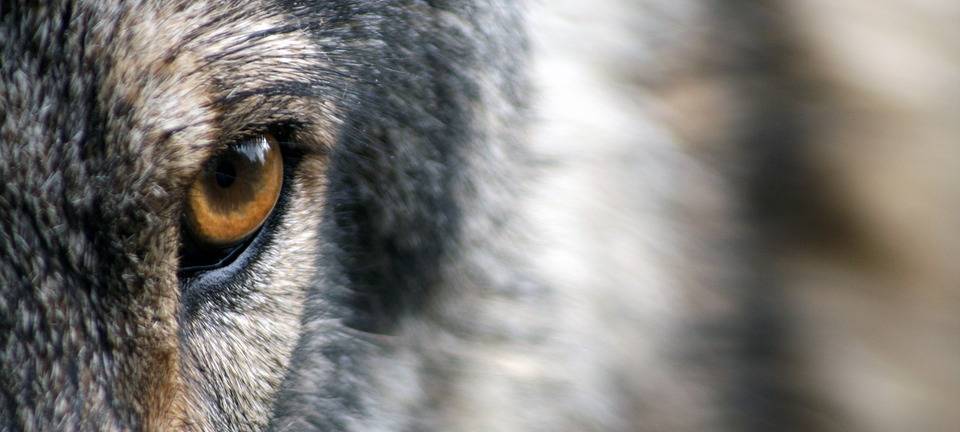 Land NRW richtet Wolf-Pufferzone ein