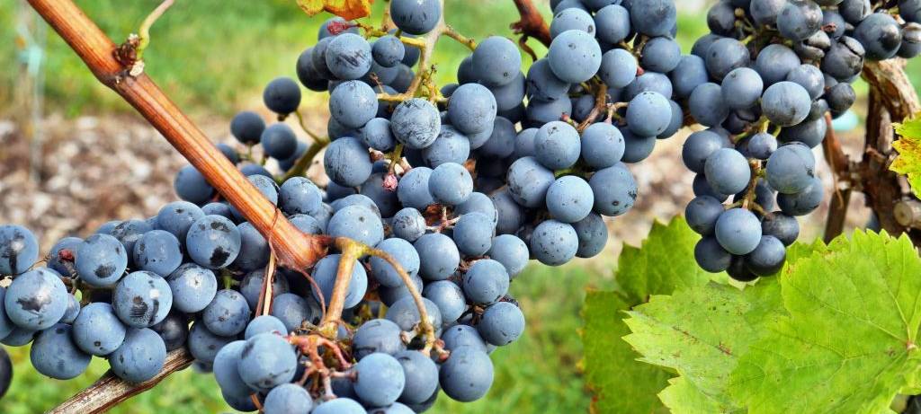 Schönes Kreuztaler Weinfest