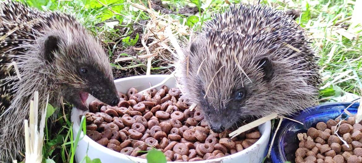 Alexander Fuhr aus Dreis-Tiefenbach wildert Igel aus
