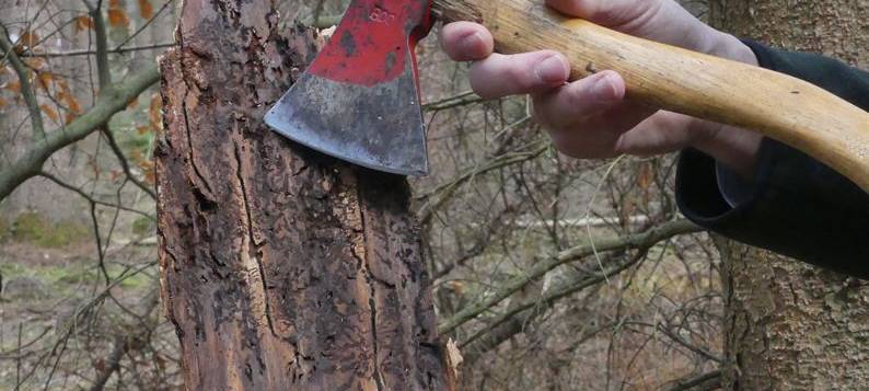 Borkenkäfer-Plage
