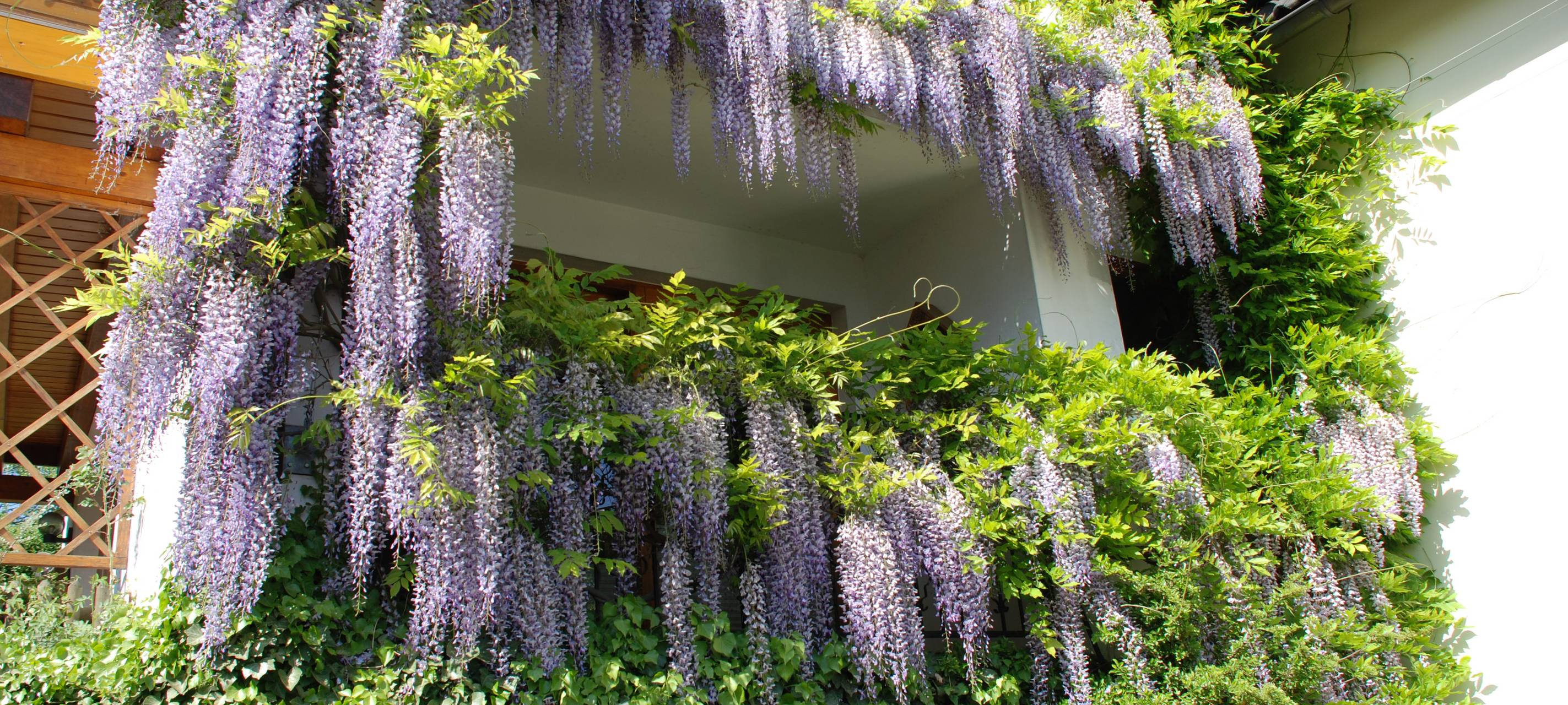 Stadt Siegen fördert grünere Dächer und Fassaden