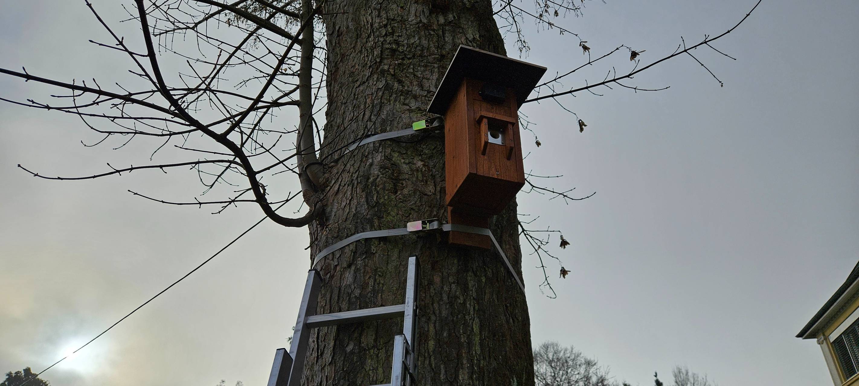 Ein Niskasten aus Holz mit Spanngurten an einem Baum befestigt