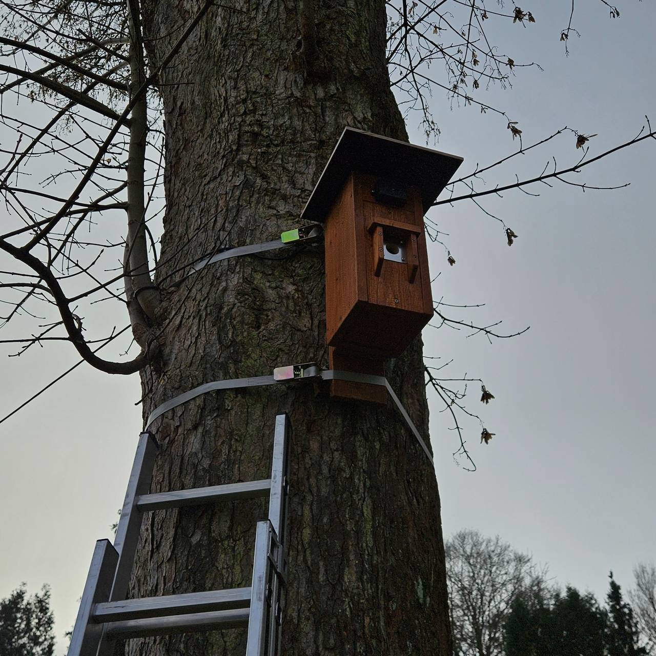 Ein Niskasten aus Holz mit Spanngurten an einem Baum befestigt