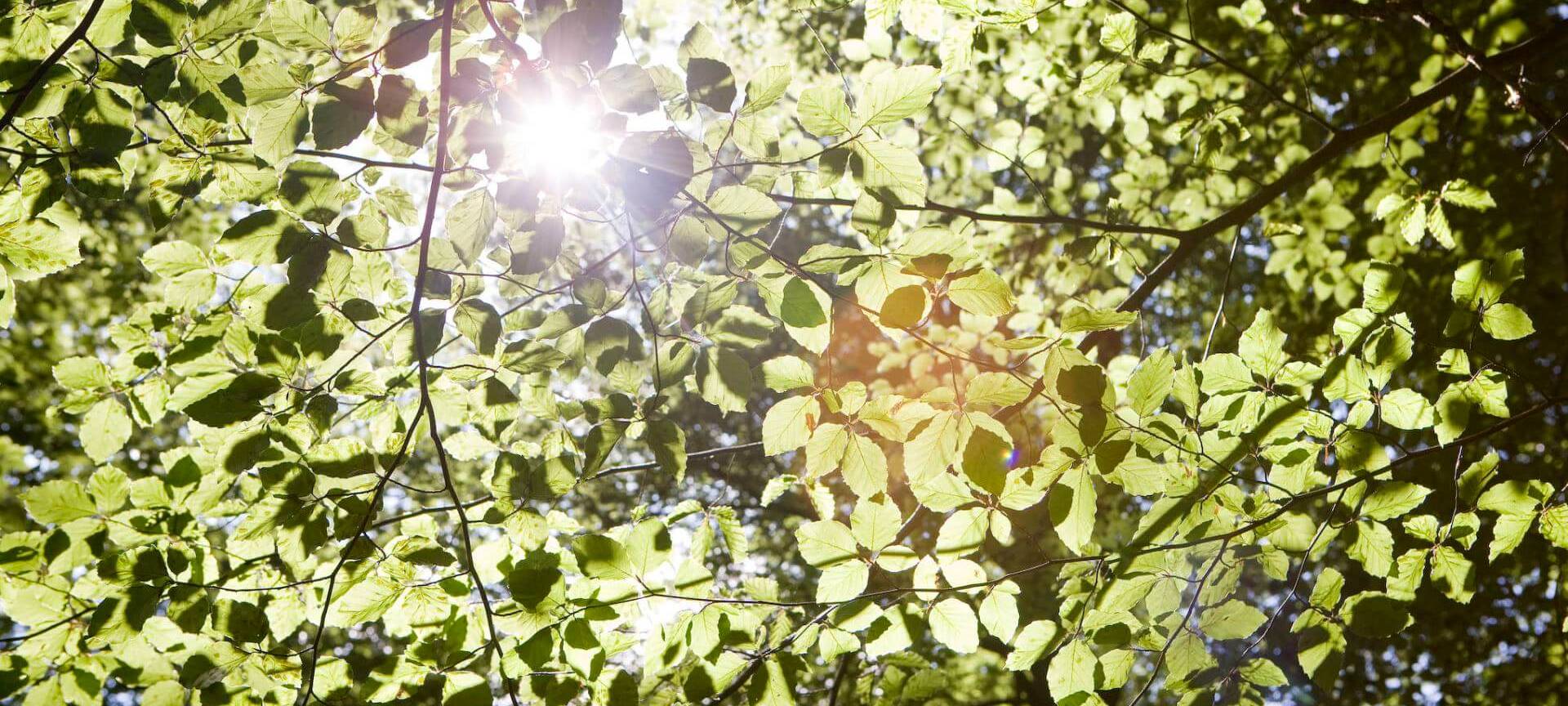 20 Jahre Friedwald Bad Laasphe