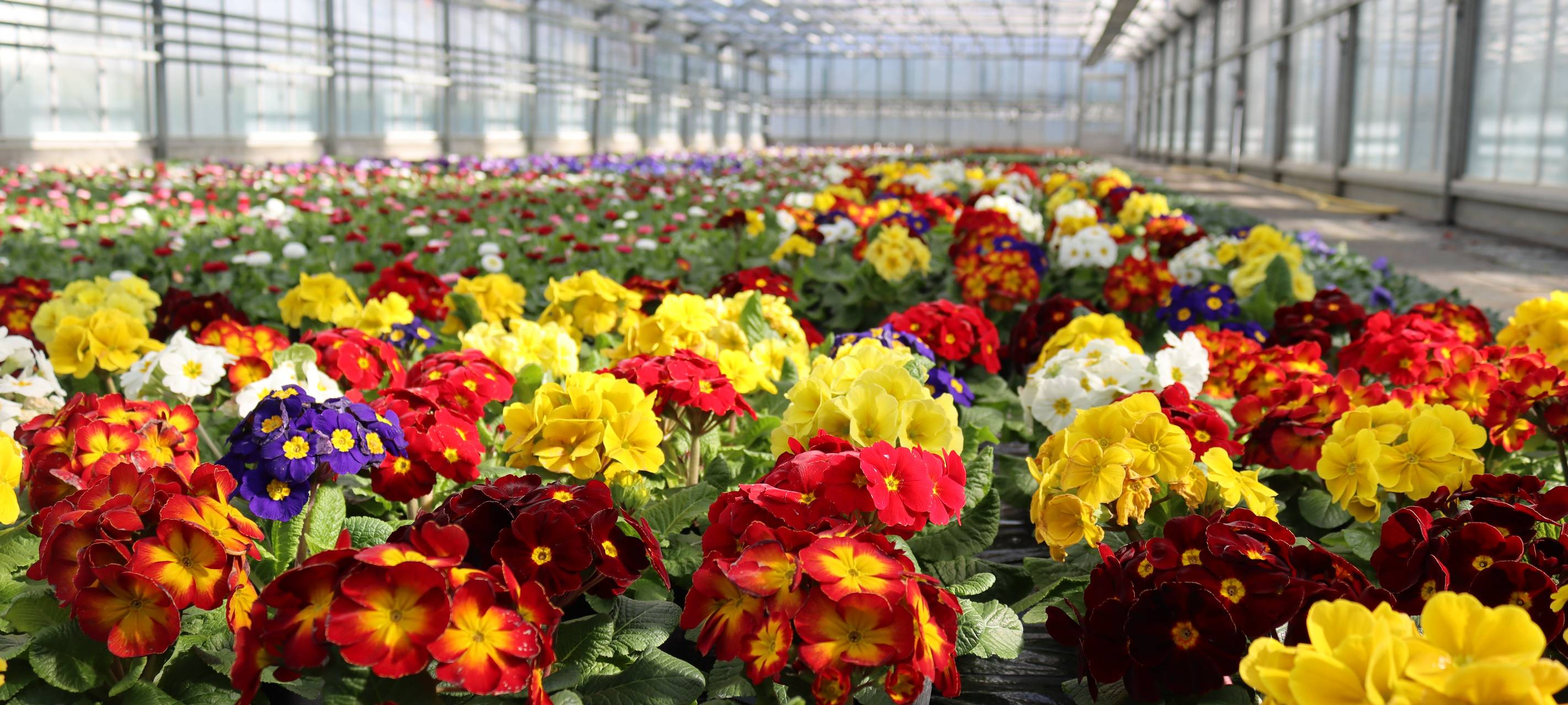 50.000 Frühlings-Blumen erstrahlen in Siegen