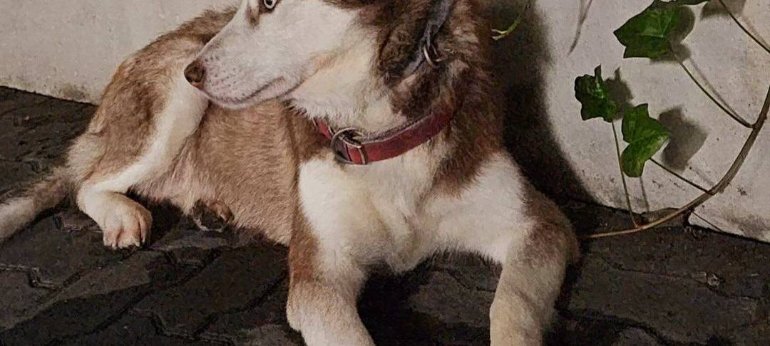 Husky in Siegen ausgesetzt: Von Pflegeherrchen ausgesetzt?